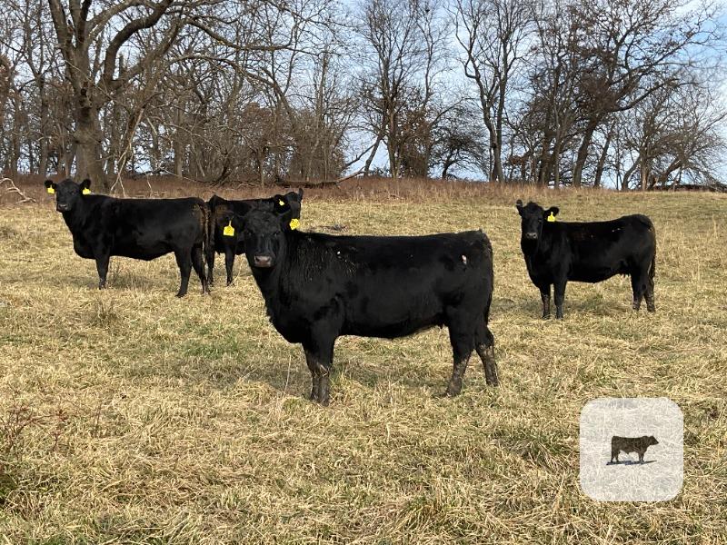 Cattle Range Listing Photo