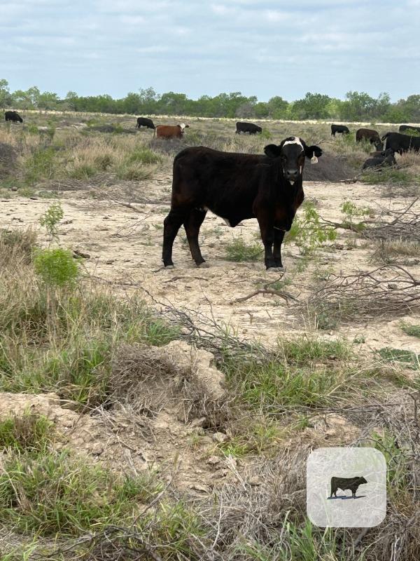 Cattle Range Listing Photo