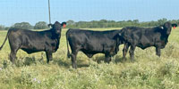 40 Brangus Rep. Heifers... Central TX (1)