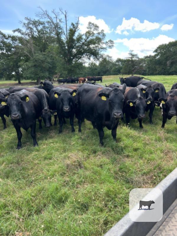 Cattle Range Listing Photo