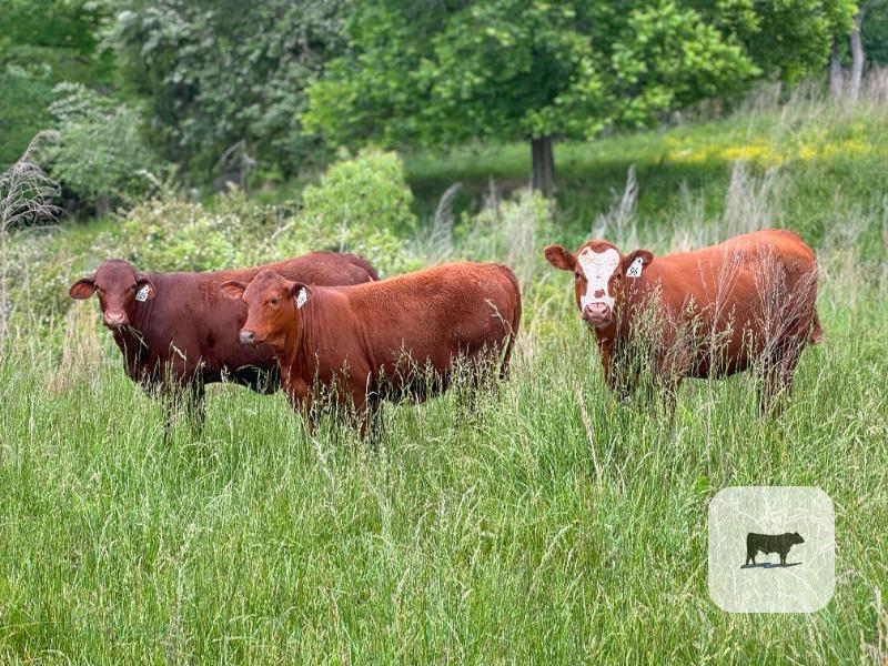 Cattle Range Listing Photo