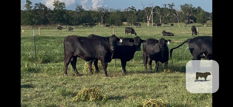 Cattle Range Listing Photo