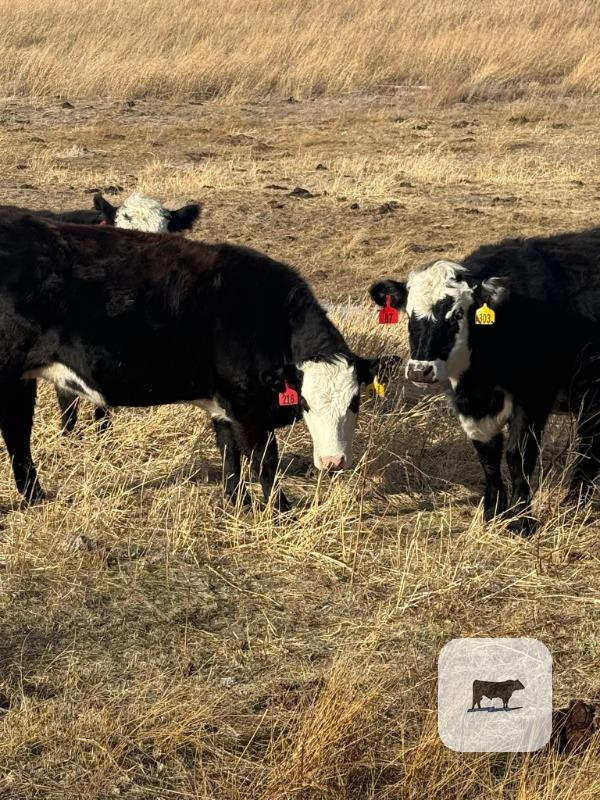 Cattle Range Listing Photo