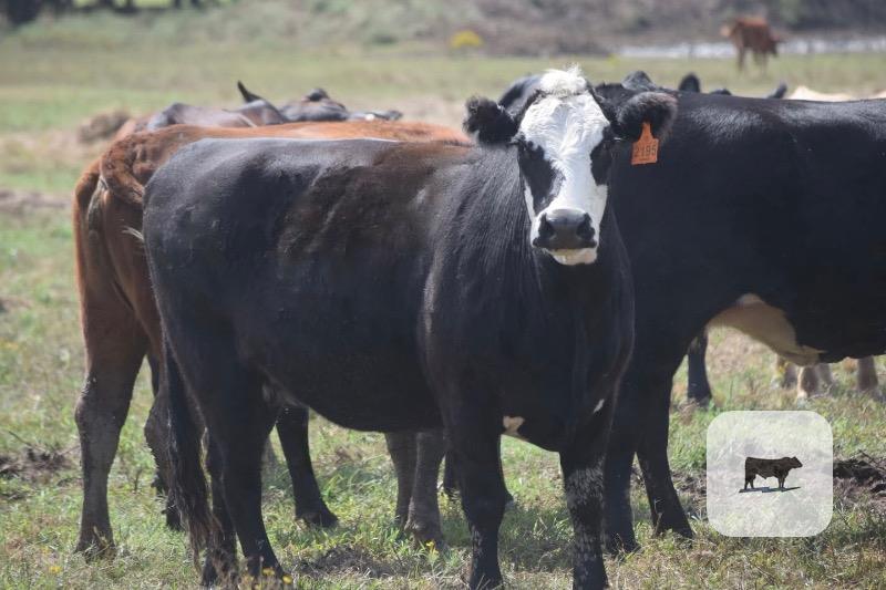 Cattle Range Listing Photo
