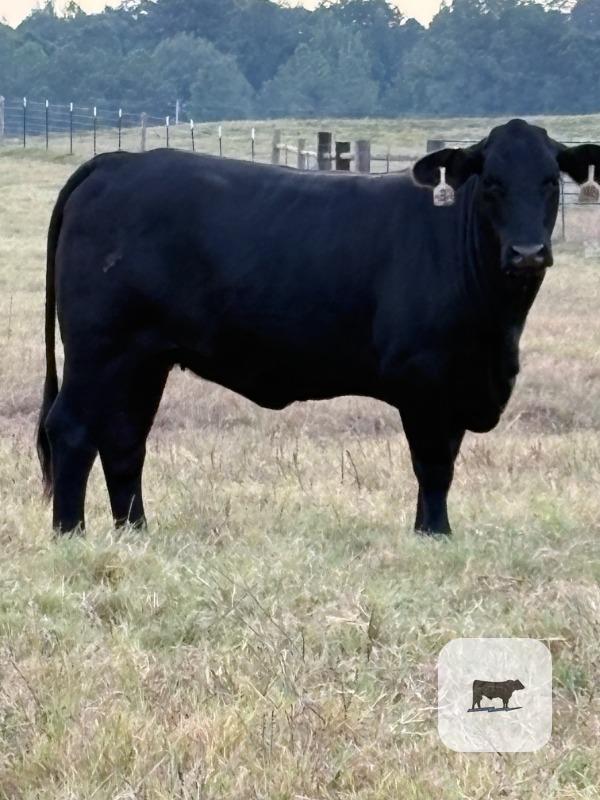 Cattle Range Listing Photo