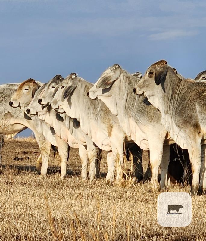 Cattle Range Listing Photo