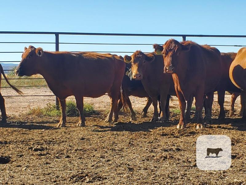 Cattle Range Listing Photo