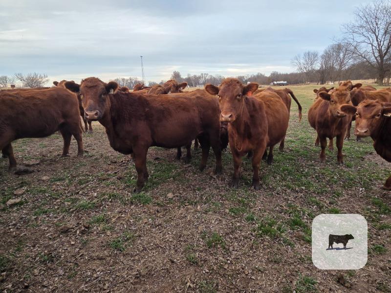 Cattle Range Listing Photo