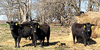 15 Angus & BWF Bred Heifers... Southwest MO