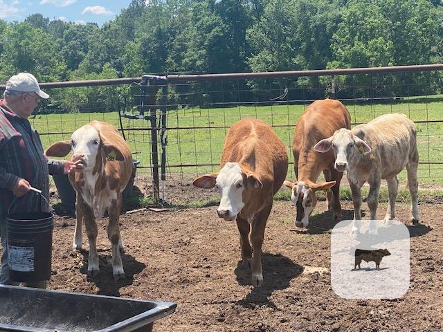 Cattle Range Listing Photo