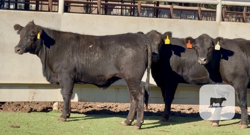 Cattle Range Listing Photo