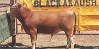10 Reg. Purebred Akaushi/Wagyu Bulls... TX Panhandle