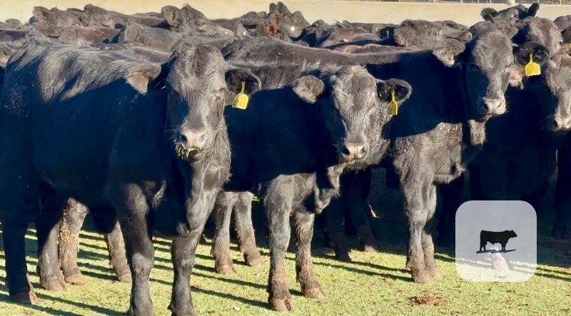 Cattle Range Listing Photo