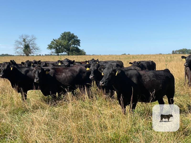 Cattle Range Listing Photo