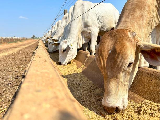 US Tariffs Threaten Brazil Beef With $1 Billion Sales Loss