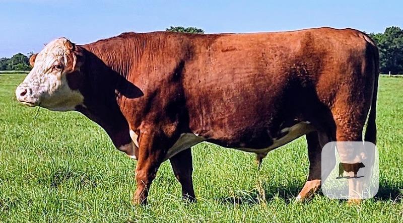 Cattle Range Listing Photo