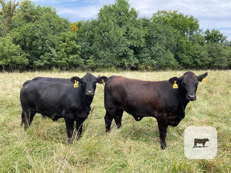 Cattle Range Listing Photo