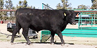 10 Angus & SimAngus Bulls... Southwest MO