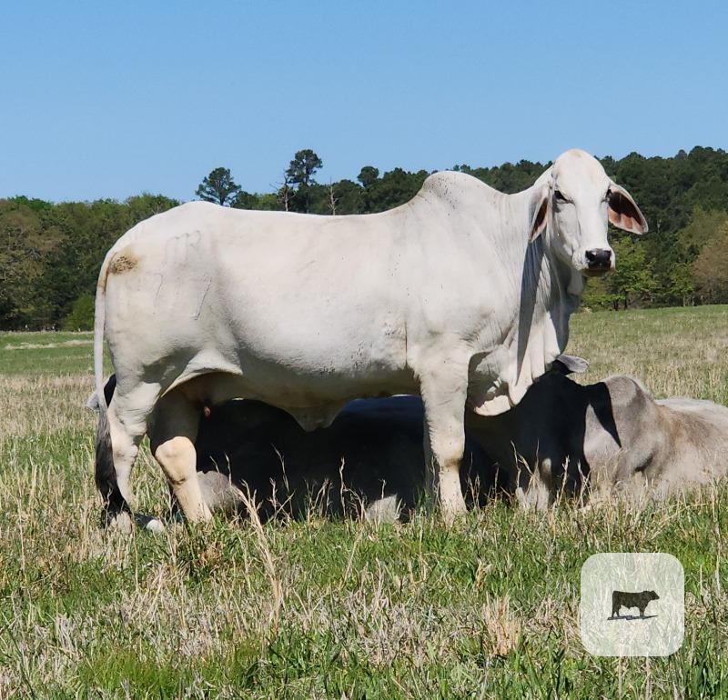 Cattle Range Listing Photo