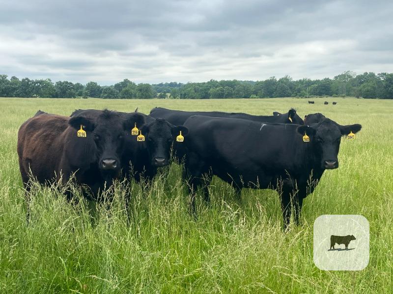 Cattle Range Listing Photo