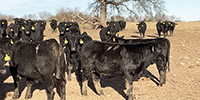 60 Angus & BMF Bred Heifers... Southwest MO