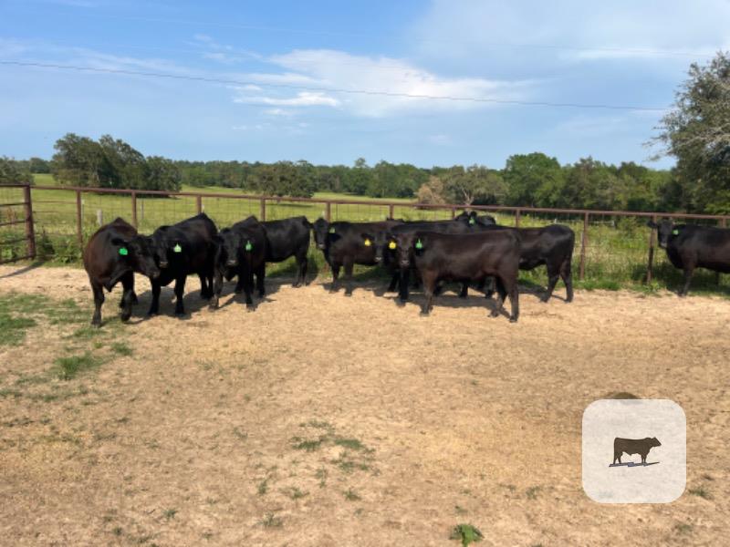 Cattle Range Listing Photo