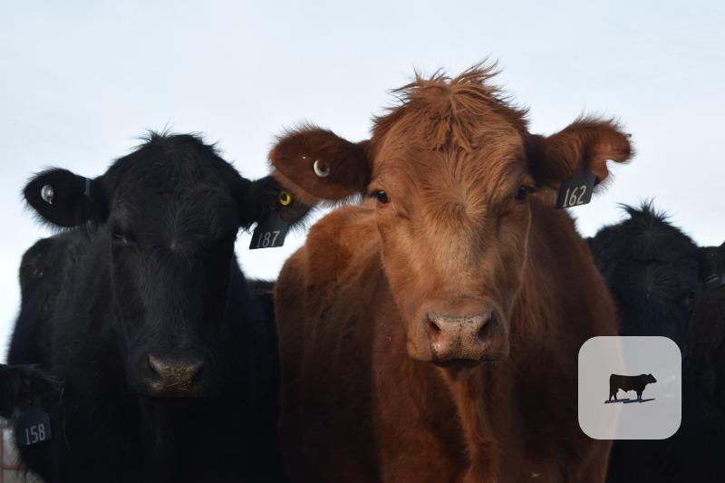 Cattle Range Listing Photo