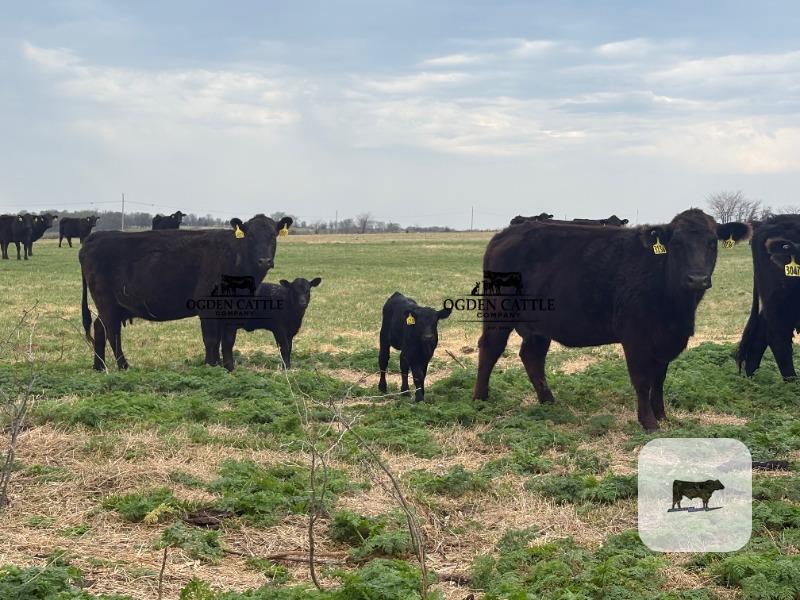 Cattle Range Listing Photo