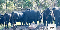 17 Angus Bred Heifers... Northeast OK