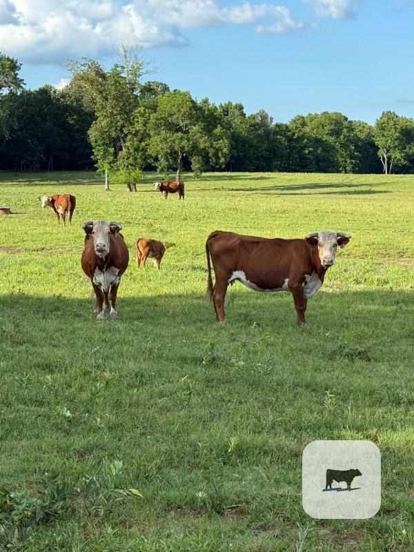 Cattle Range Listing Photo