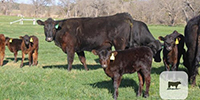 21 Angus 1st-Calf Pairs... Central TX