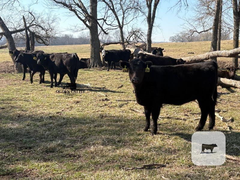 Cattle Range Listing Photo