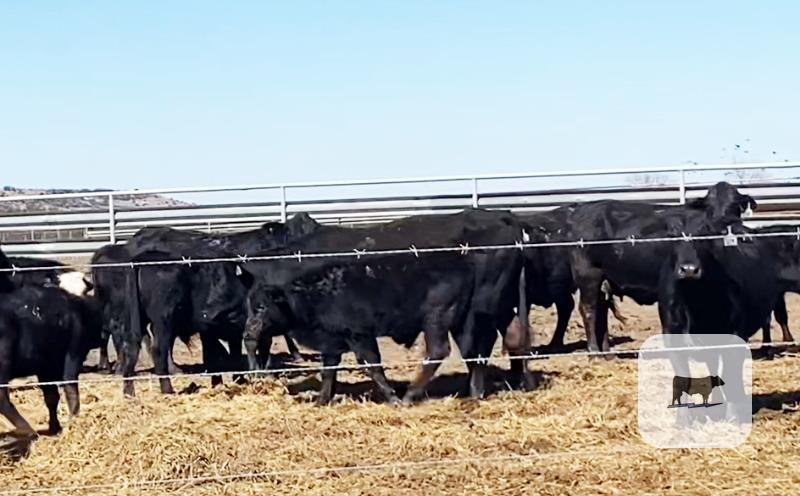 Cattle Range Listing Photo