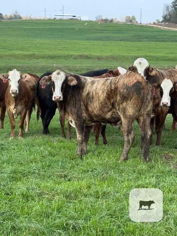 Cattle Range Listing Photo