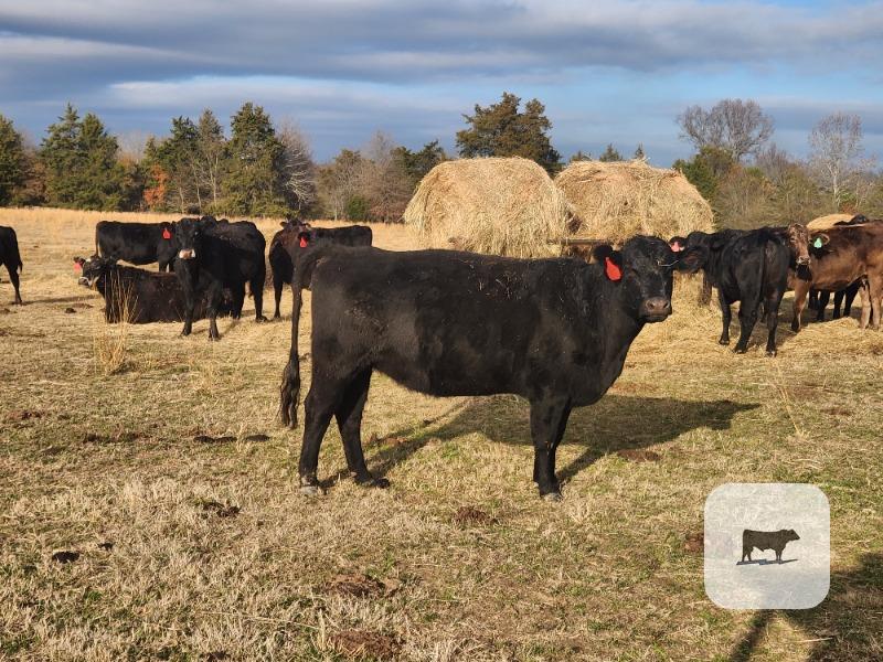 Cattle Range Listing Photo
