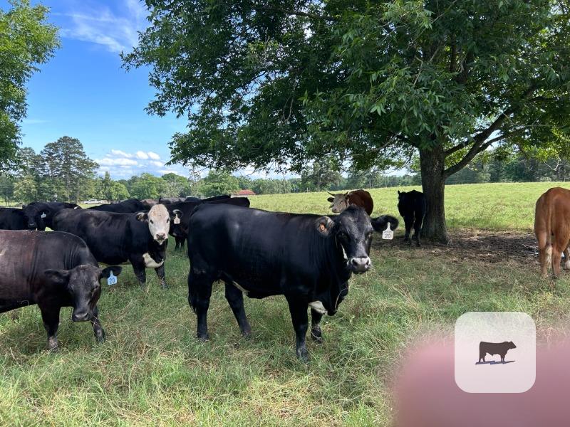 Cattle Range Listing Photo
