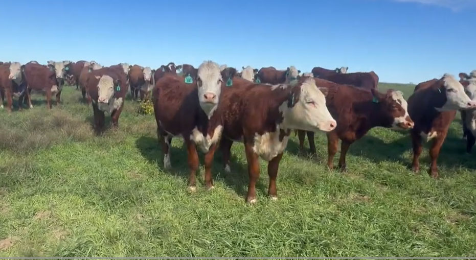 Cattle Range Listing Photo