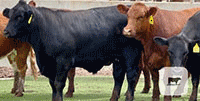 25 Angus, Red Angus, Brangus, Charolais & Crossbred Fed Cattle... Central TX