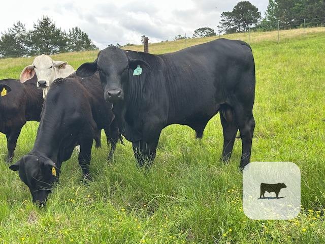 Cattle Range Listing Photo