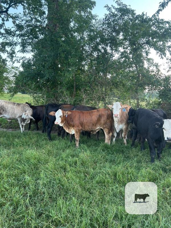 Cattle Range Listing Photo 3
