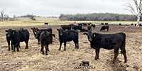 70 Angus & Black Baldy Rep. Heifers... SW Missouri