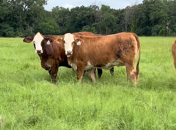Cattle Range Listing Photo