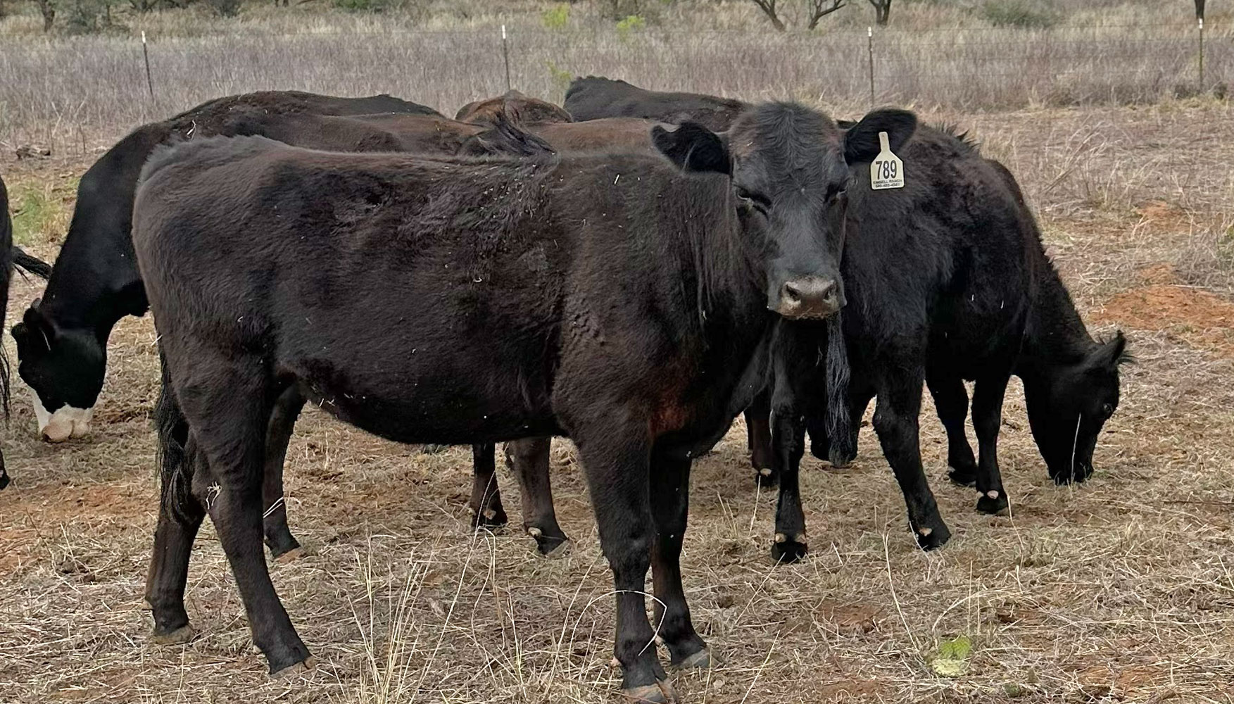 Cattle Range Listing Photo