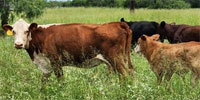 4 Reg. Hereford Pairs... S. Central TX