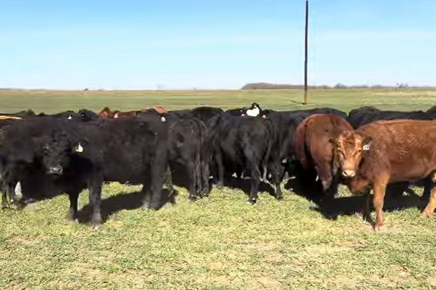 Cattle Range Listing Photo