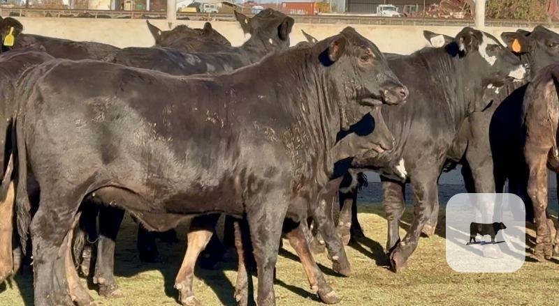 Cattle Range Listing Photo