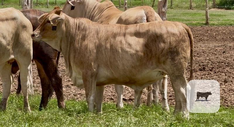 Cattle Range Listing Photo
