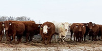64 Red Angus & RWF Cows... S. Central ND