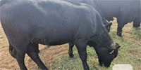 3 Angus Rep. Heifers... Northeast AZ