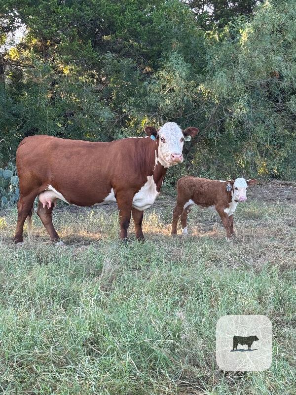 Cattle Range Listing Photo